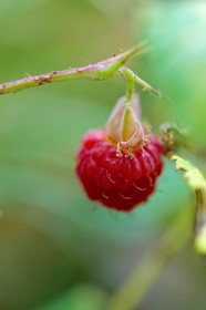 Framboise