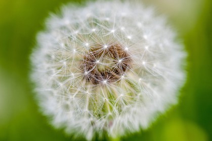 Pissenlit dit Taraxacum