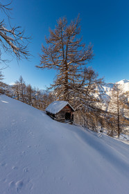 Auron