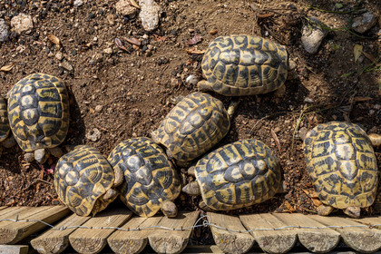 Tortue d'Hermann