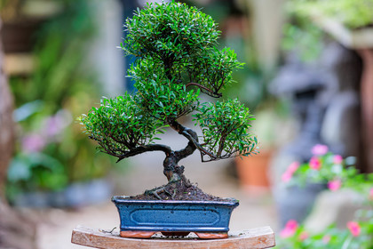 Bonsai