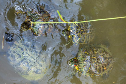 Tortue
