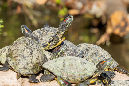 Tortue