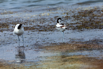 Salins d'Hyères