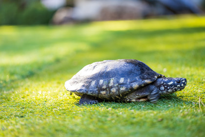 Tortue