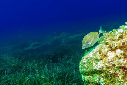 Plongée-sous-marine