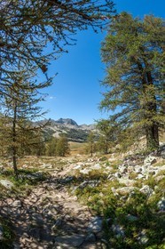 Isola 2000