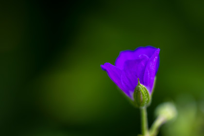 France, Alpes-de-Haute-Provence, Val d'Allos