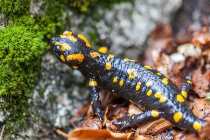Salamandre de Corse