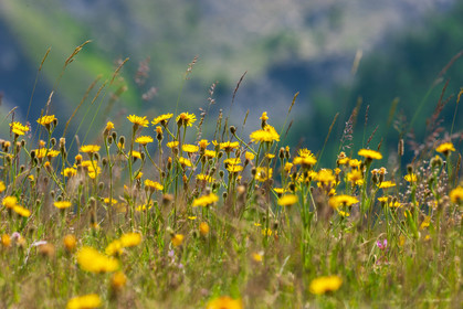 Col d'Allos