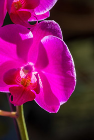 Flore