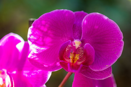 Flore