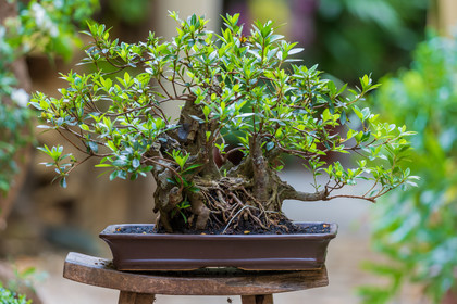 Bonsai