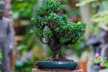 Bonsai