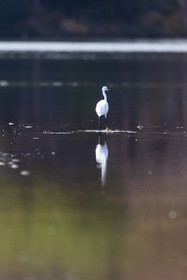 Grande Aigrette