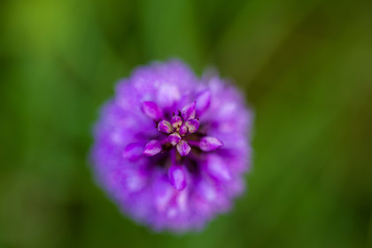 France, Alpes-de-Haute-Provence, Val d'Allos