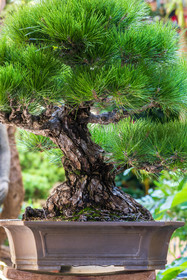 Bonsai Center
