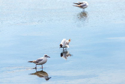 Salins d'Hyères
