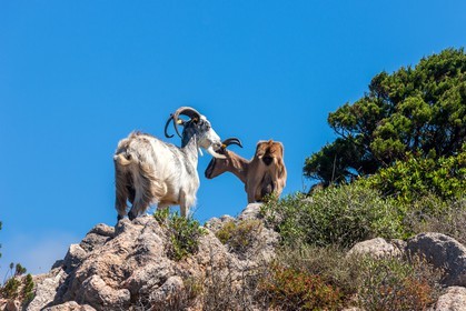 Chèvre corse