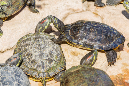 Tortue