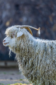 Chèvre mohair