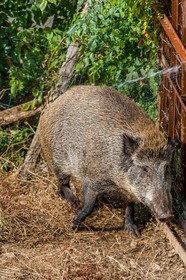 Sanglier