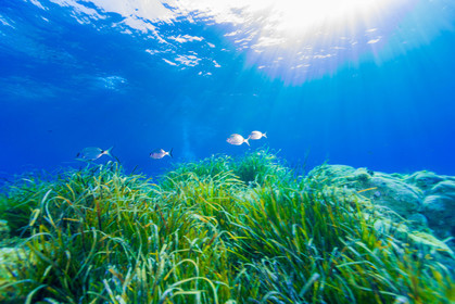 Plongée-sous-marine
