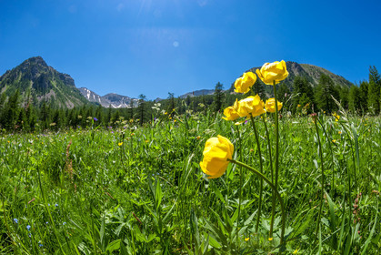 Col de la Moutière