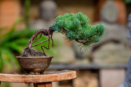 Bonsai