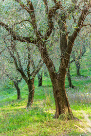 Huile d'Olive