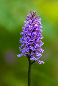 France, Alpes-de-Haute-Provence, Val d'Allos