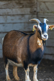 Chèvre
