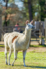 Lama