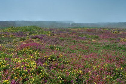 Cap Fréhel