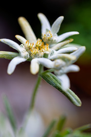 Edelweiss