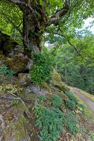 GR 20 Nord