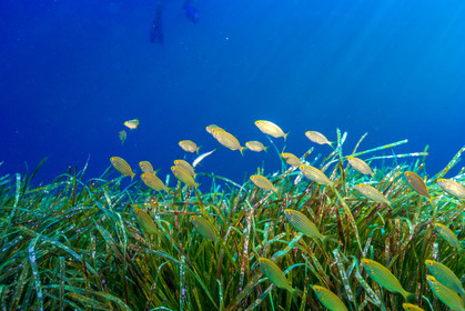 Plongée-sous-marine