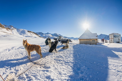 Chien de traineau