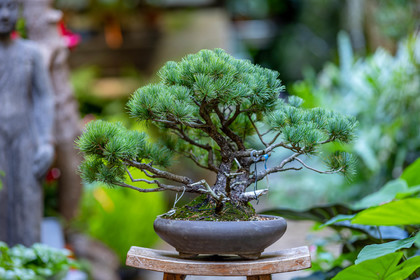 Bonsai