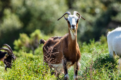 Faune corse