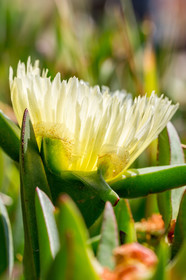 Flore Méditerranéenne