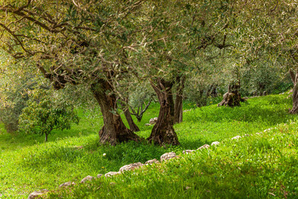 Huile d'Olive