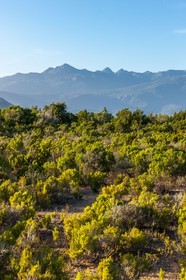 Figari