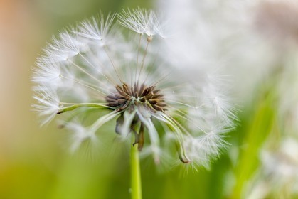Pissenlit dit Taraxacum