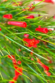 Flore Méditerranéenne