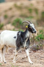 Chèvre corse