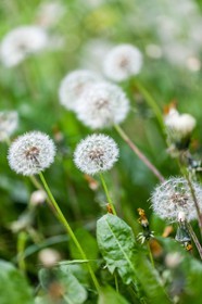 Pissenlit dit Taraxacum