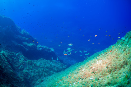 Plongée-sous-marine
