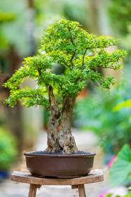 Bonsai Center