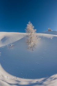 Auron
